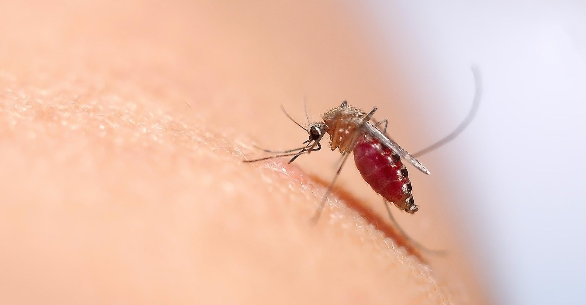 Mosquito landing on someone