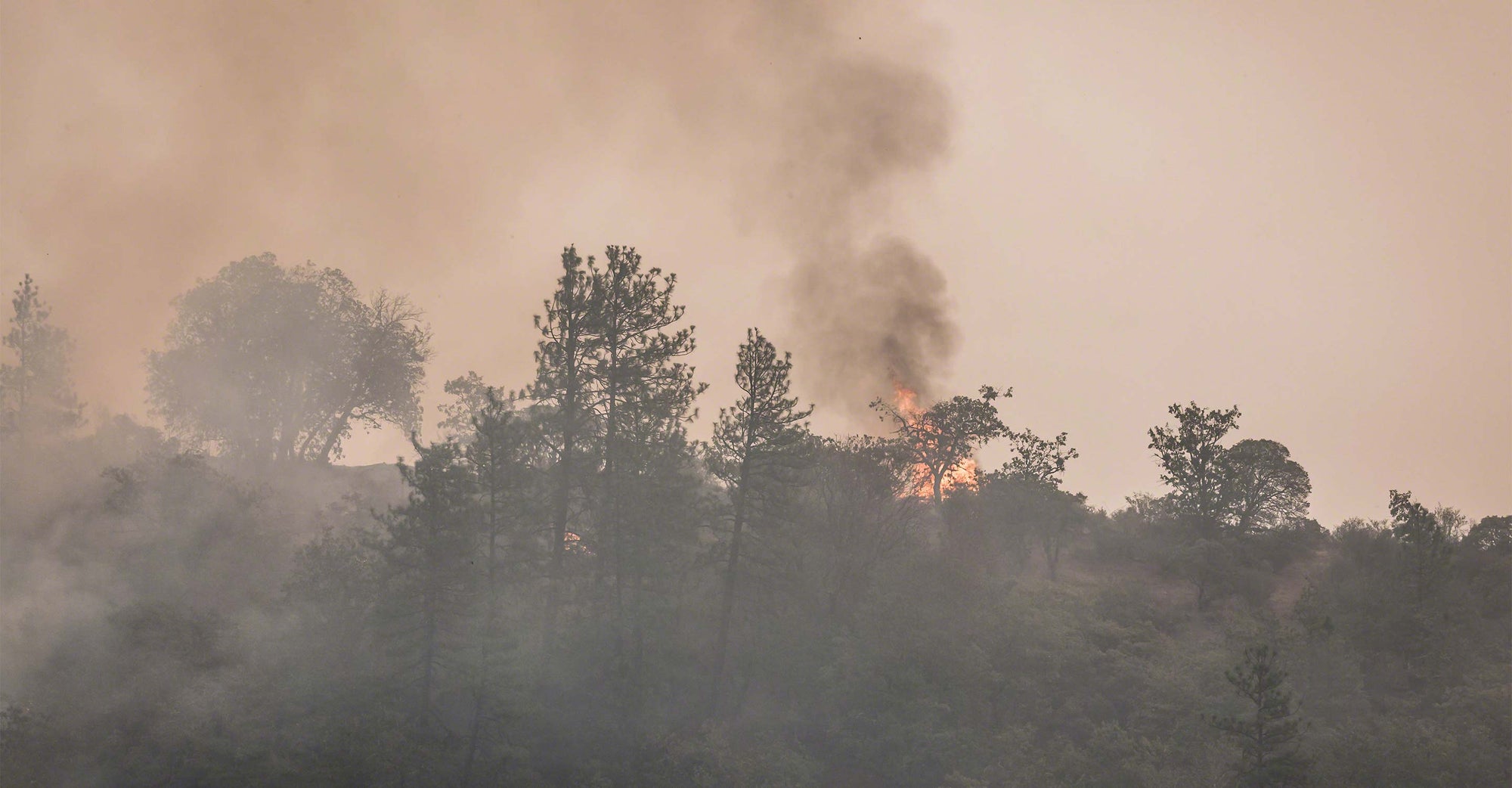 Smoke rising as trees burn below forest canopy