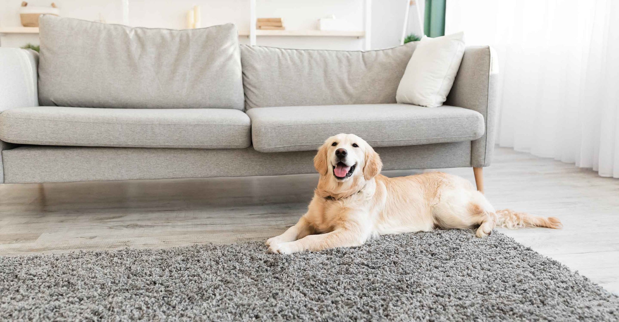dog on grey rug in front of couch