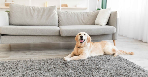 dog on grey rug in front of couch