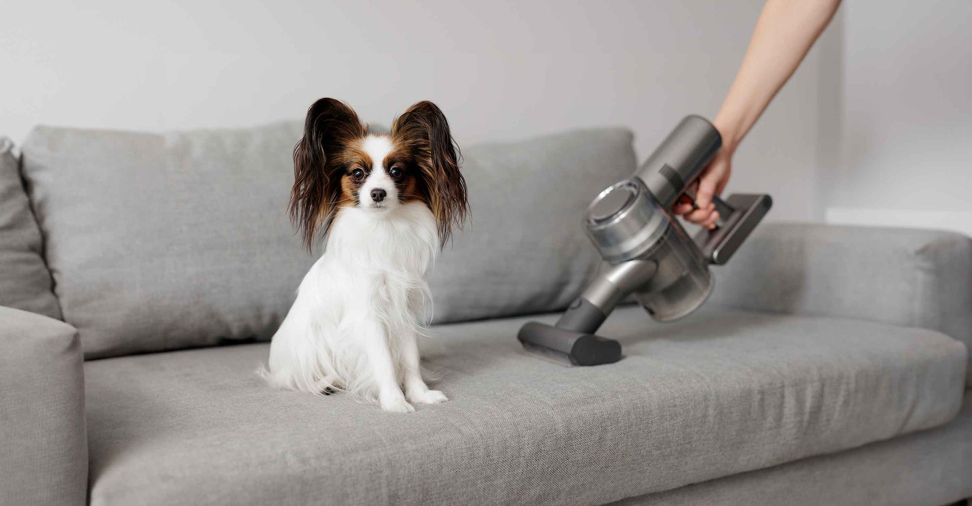 Stop the Sniffles: Picking the Best Air Purifiers for Pet Allergies